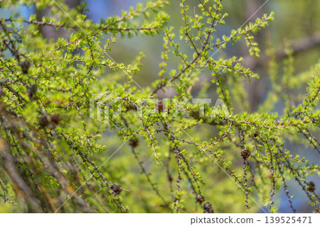 Vibrant plant imagery. Fresh foliage and lively nature. Bright green needles with dynamic spring vitality. Colorful new growth emphasizing natural texture and wellness spirit Vibrant plant imagery. Fresh foliage and lively nature. Bright green needles with dynamic spring vitality. Colorful new growth emphasizing natural texture and wellness spirit 139525471