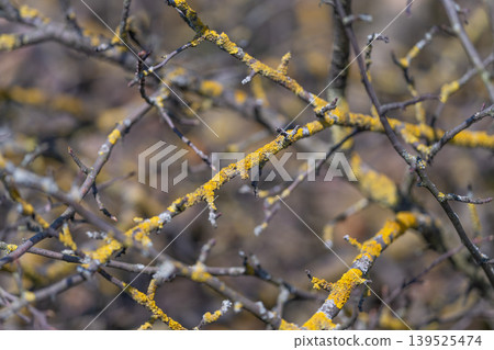 Mossy branches tangled with bright yellow lichen, dense web of twigs coated in textured growth, earthy palette, macro detail, rustic woodland mood suitable for environmental themes 139525474