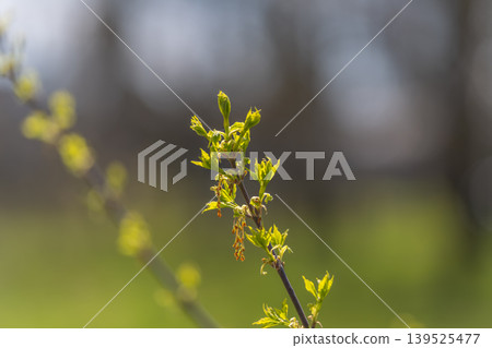 Bright buds highlight natural beauty. Closeup of green buds on delicate branch with soft background. Detailed macro shot showcasing new leaves and dew on slender plant branches Bright buds highlight natural beauty. Closeup of green buds on delicate branch with soft background. Detailed macro shot showcasing new leaves and dew on slender plant branches 139525477