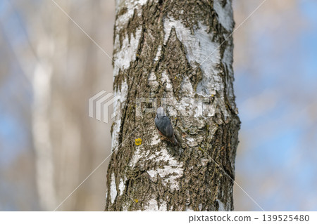 Whitebarked tree with solitary nuthatch. Quiet forest scene with bird and textured tree bark. Solitary nuthatch perched on snowlit tree trunk amidst silent forest scenery Whitebarked tree with solitary nuthatch. Quiet forest scene with bird and textured tree bark. Solitary nuthatch perched on snowlit tree trunk amidst silent forest scenery 139525480