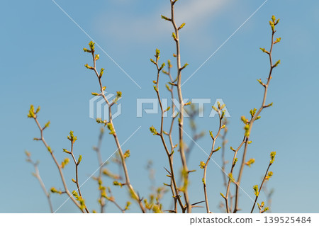 Close up buds, blue sky backdrop soft early spring light, shallow depth of field, sparse new leaves, delicate twig texture, airy calm mood for seasonal and wellness visuals 139525484