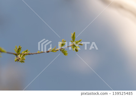 Simple plant outline. Serene abstract nature scene. Calm botanical silhouette on muted background. Minimalist floral shape with gentle color palette and tranquil feeling 139525485