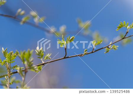 Delicate plant with angled branch and softly blurred sky background. Stylized botanical depiction highlighting slender leaves on slanting twig against hazy blue sky Delicate plant with angled branch and softly blurred sky background. Stylized botanical depiction highlighting slender leaves on slanting twig against hazy blue sky 139525486