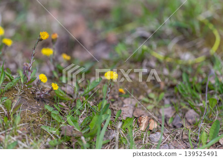 Delicate yellow flowers grow amidst decay. Young plants push through fallen leaves and damp moss. New growth sprouts among decaying foliage and moist moss in peaceful restoration Delicate yellow flowers grow amidst decay. Young plants push through fallen leaves and damp moss. New growth sprouts among decaying foliage and moist moss in peaceful restoration 139525491