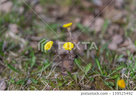 Vivid floral display. Detailed closeup of yellow blossoms on moss with soft background. Intimate botanical shot capturing yellow blooms on moss amid gentle spring atmosphere 139525492