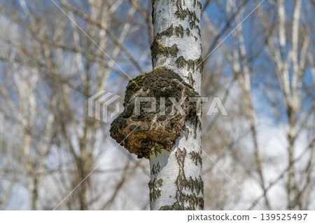 Birch with mossy conk. Nature scene emphasizing durability and peaceful woodland atmosphere. An isolated birch tree with chaga growth and textured bark under muted sky conditions 139525497