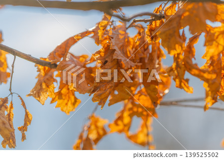 Backlit cluster against blue sky, vibrant orange hues glow through perforated leaves, crisp contrast with cool sky, season finale mood, outdoor minimalism and mindful nature moment 139525502
