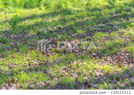 Red squirrel sitting alert on ground under warm sunlight, attentive posture with upright ears and bright eyes, gentle park backdrop with fresh grass and leaf shadows Red squirrel sitting alert on ground under warm sunlight, attentive posture with upright ears and bright eyes, gentle park backdrop with fresh grass and leaf shadows 139525511