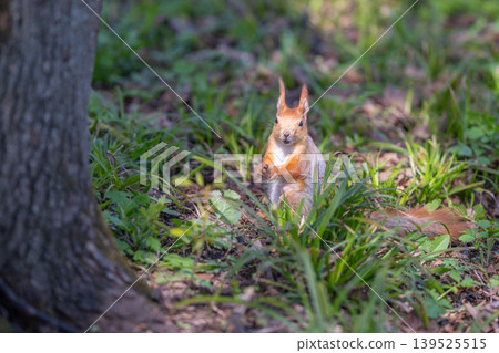 Squirrel stores food. Red squirrel gathering and hiding seeds. Focused red squirrel forages among leaf litter. Seasonal instinct guides squirrel in collecting and burying food Squirrel stores food. Red squirrel gathering and hiding seeds. Focused red squirrel forages among leaf litter. Seasonal instinct guides squirrel in collecting and burying food 139525515
