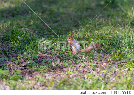 Forest creature pauses at park boundary. Juxtaposition of urban setting and woodland ambiance captured. Spring sunlight bathes squirrel as it rests on lush grass 139525518