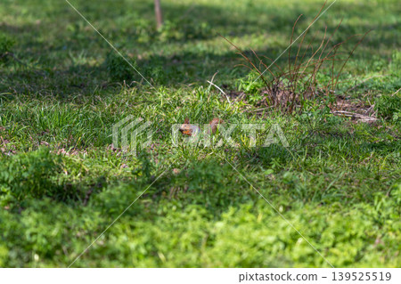 Vivid squirrel peers through grasses with attentive gaze and tiny paws. Inquisitive red squirrel gently grips seed while attentively watching its surroundings in nature 139525519