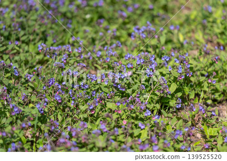 Vivid groundcover adds beauty to city landscapes and infrastructure. Bright wildflowers along sidewalks soften harsh city edges and enhance urban environment design 139525520
