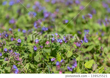 Dewy flower cluster. Delicate violet flowers with dew captured from low angle. Intimate botanical shot highlighting dewcovered violet petals and soft sunlight sunlight 139525521