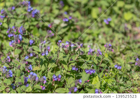 Native plant groundcover. Sustainable garden cover with low upkeep purple blooms. Replacing traditional lawn with native flowering plants for ecofriendly urban landscaping 139525523