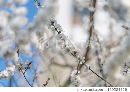 White blossoms against bright blue sky, sunlit petals and scattered buds, highkey exposure, soft urban blur in background, lively spring atmosphere, uplifting natural energy White blossoms against bright blue sky, sunlit petals and scattered buds, highkey exposure, soft urban blur in background, lively spring atmosphere, uplifting natural energy 139525526