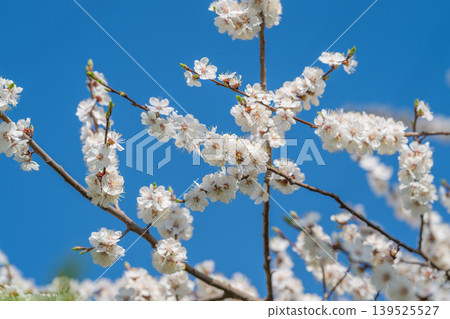 Intertwined cherry limbs create vivid floral patterns. Symmetrical arrangements of cherry branches craft striking floral visuals contrasted with bright sky background Intertwined cherry limbs create vivid floral patterns. Symmetrical arrangements of cherry branches craft striking floral visuals contrasted with bright sky background 139525527