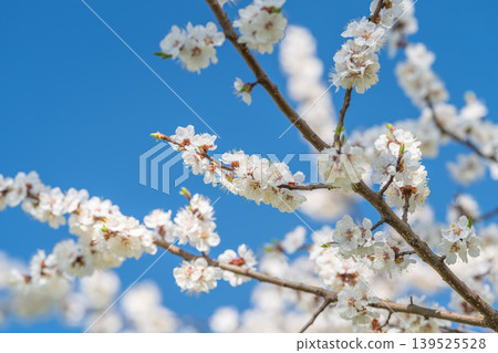 Single diagonal branch with blossoms and sky, strong negative space and modern composition, versatile hero image for advertising, product overlays and contemporary design 139525528