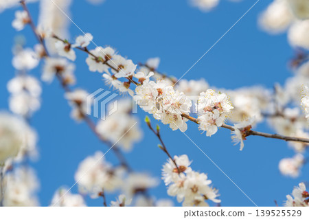 Springtime almond flowers in focus. Delicate almond blossoms under bright blue sky. Vibrant almond blossoms with airy background and sharp details in spring orchard setting Springtime almond flowers in focus. Delicate almond blossoms under bright blue sky. Vibrant almond blossoms with airy background and sharp details in spring orchard setting 139525529