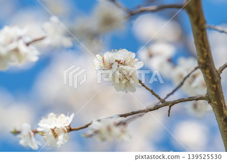 Intimate botanical photography emphasizing soft light and shallow focus. Closeup of fragile plant reproductive parts in pastel colors with gentle background blur 139525530