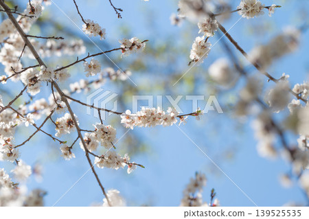 Flowers ascend toward open sky. Clusters of flowers reach for broad blue heaven overhead. Petal groups rise toward endless blue sky beneath which they are situated Flowers ascend toward open sky. Clusters of flowers reach for broad blue heaven overhead. Petal groups rise toward endless blue sky beneath which they are situated 139525535