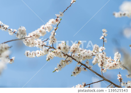 Spring flower scenery. Vivid blossoming twigs set against energetic sky backdrop. Lush floral branch captured in vibrant sky with gentle illumination for seasonal promotions Spring flower scenery. Vivid blossoming twigs set against energetic sky backdrop. Lush floral branch captured in vibrant sky with gentle illumination for seasonal promotions 139525543