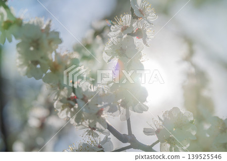 Sundrenched white blossoms with lensflare, shimmer and warm radiance, morning atmosphere with airy light, perfect for editorial nature spreads and spring campaigns 139525546