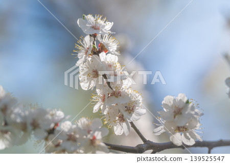 Dew kissed petals catching gentle light, botanical researcher examining moisture on stamens, crisp micro details, serene cool palette ideal for science or beauty narratives 139525547