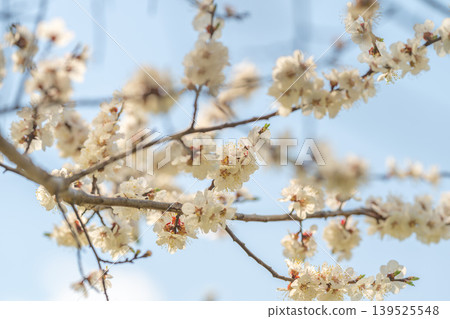 Studying texture for floral design. Springtime petals with visible pollen and veins. Creating editorial visuals with detailed cherry blossom textures and airy atmosphere Studying texture for floral design. Springtime petals with visible pollen and veins. Creating editorial visuals with detailed cherry blossom textures and airy atmosphere 139525548