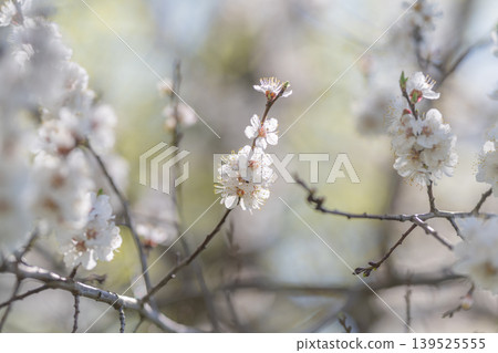 Closeup of petals showing delicate texture and tiny pollen details, intimate botanical perspective with muted background revealing fragile spring anatomy and soft tonal contrast 139525555