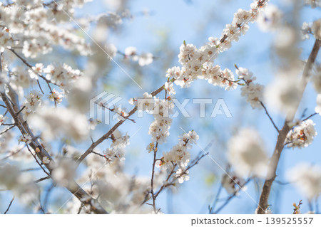 Morning glow with fresh growth. Sunrise bathes fragile flowers with vibrant hues. Bright morning illumination highlights delicate blossoms and lively spirit of spring renewal 139525557