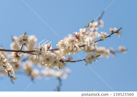 Single blossom branch against pristine blue sky, ideal for minimalist greeting card or logo use, crisp foreground with clean negative space, delicate shadow details, uplifting tone 139525560