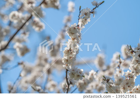 Layered blossoms with soft blurs. Dreamy pastel flowers with rhythmic petal patterns. Contemplative macro image showcasing layered blooms with gentle background effects Layered blossoms with soft blurs. Dreamy pastel flowers with rhythmic petal patterns. Contemplative macro image showcasing layered blooms with gentle background effects 139525561