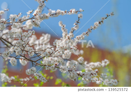 Delicate white flowers on slender branches with colorful cityscape behind. Fragile white petals grouped on narrow twigs with lively urban scenery and hints of new leaves 139525572