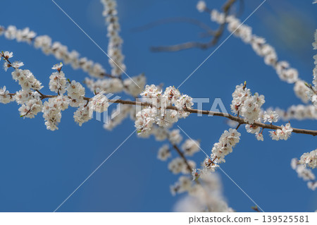 Precise botanical illustration showing petal surface and pollen centers. Macro photograph capturing detailed textures of flower petals and reproductive structures Precise botanical illustration showing petal surface and pollen centers. Macro photograph capturing detailed textures of flower petals and reproductive structures 139525581