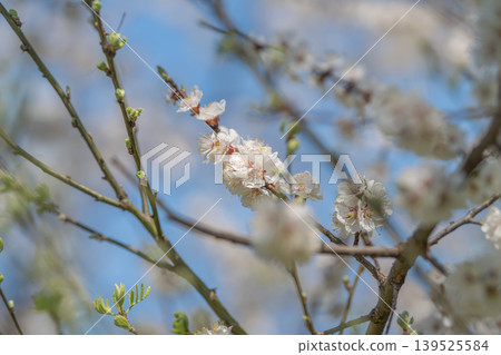 Design featuring repeating blossom clusters with textured background. Repeated floral motifs with delicate stamens forming graphic background suitable for packaging Design featuring repeating blossom clusters with textured background. Repeated floral motifs with delicate stamens forming graphic background suitable for packaging 139525584