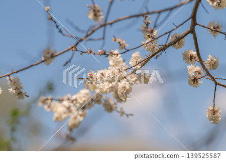 Gentle pink blossoms bloom. Light pink flowers sway under gentle sky atmosphere. Tender fruit tree blossoms adorn serene early season sky scene with airy composition 139525587