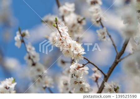 Spring bloom with intimate pollination mood, softfocused background and prominent stamens suggesting insect activity, evocative for environment and sustainability stories Spring bloom with intimate pollination mood, softfocused background and prominent stamens suggesting insect activity, evocative for environment and sustainability stories 139525590