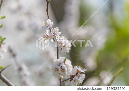 Intimate floral macro showing pollen on petals, crisp stamens and textural contrast, muted green backdrop, clinical yet natural aesthetic for editorial and educational use 139525591
