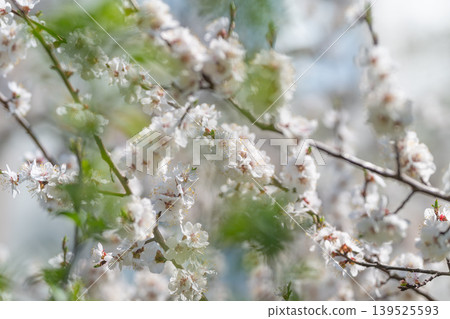 Close macro view of petals showing fine stamen detail and subtle dew, crisp focus on floral surfaces against soft blurred background for intimate botanical feel 139525593