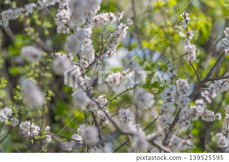 Minimalist floral design. Modern textile or decorative use of delicate floral motifs. Application of subdued pastel branches in contemporary decorative and fabric designs Minimalist floral design. Modern textile or decorative use of delicate floral motifs. Application of subdued pastel branches in contemporary decorative and fabric designs 139525595