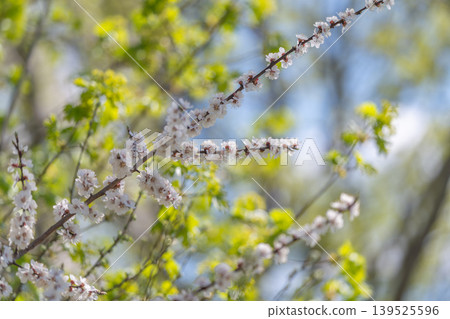Soft pastel flower illustration example. Delicate springtime floral branch with calm tones. Pastel colored floral arrangement with soothing atmosphere and airy feel Soft pastel flower illustration example. Delicate springtime floral branch with calm tones. Pastel colored floral arrangement with soothing atmosphere and airy feel 139525596
