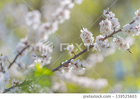 Morning garden freshness. Early daylight unveils serene garden charm and textures. Fresh morning blossoms and dew highlight peaceful outdoor atmosphere and textures Morning garden freshness. Early daylight unveils serene garden charm and textures. Fresh morning blossoms and dew highlight peaceful outdoor atmosphere and textures 139525603