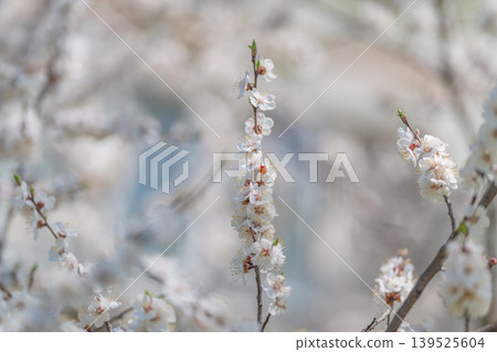 Gentle elongated flower cluster. Serene background featuring soft pastel blossom spike. Peaceful backdrop showcasing elongated pastel flower cluster with gentle highlights Gentle elongated flower cluster. Serene background featuring soft pastel blossom spike. Peaceful backdrop showcasing elongated pastel flower cluster with gentle highlights 139525604