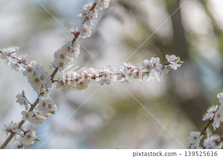 Delicate floral display. Ethereal blooming scene showcase. Subtle blossom bokeh with gentle accents ideal. Fine floral background showcasing pastoral serenity and elegant appeal 139525616