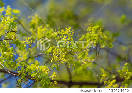 Freshly sprouted leaves and blooming flowers. Vibrant springtime with new growth and bright sunlight. Delicate green buds and tiny blossoms under clear blue sky in morning light Freshly sprouted leaves and blooming flowers. Vibrant springtime with new growth and bright sunlight. Delicate green buds and tiny blossoms under clear blue sky in morning light 139525620