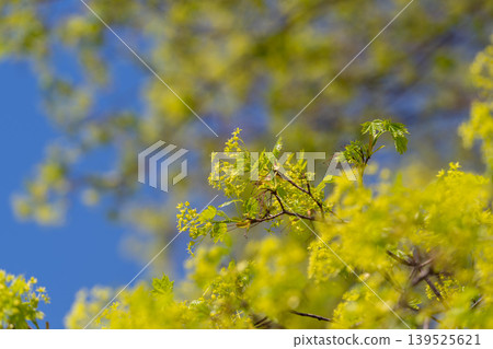 New green growth. Vibrant foliage emerges as fresh sprout reaches upward confidently. Hopeful new leaves stretch toward sky above calm and peaceful blue landscape New green growth. Vibrant foliage emerges as fresh sprout reaches upward confidently. Hopeful new leaves stretch toward sky above calm and peaceful blue landscape 139525621