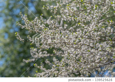Radiant blossoms amidst lush foliage. Bright spring blooms with vibrant green leaves. Lush orchard canopy adorned with colorful flowering trees and lively energy 139525628