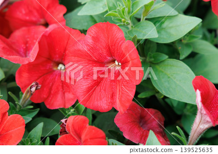 Petunia 139525635