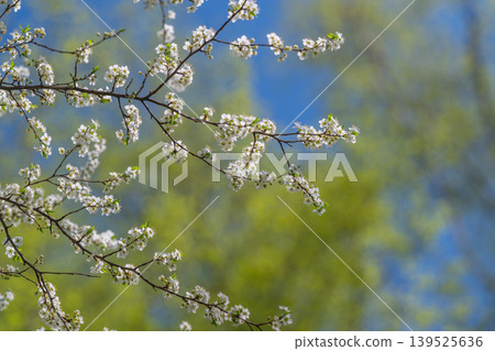Blossoms in sky. Tree branches signal new growth. Orchard flowers bloom beneath clear blue sky. Vivid sky highlights blossoming trees and seasonal growth potential 139525636