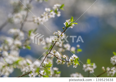 Springtime heralds vibrant growth. Renewal blooms in colorful spring landscape. Arrival of spring inspires renewal through lush foliage and blooming garden spectacle Springtime heralds vibrant growth. Renewal blooms in colorful spring landscape. Arrival of spring inspires renewal through lush foliage and blooming garden spectacle 139525638